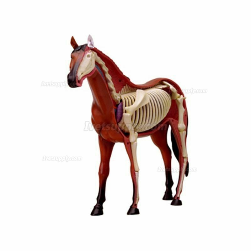 Horse Animal Organ Anatomy 4D Model Medical Teaching Animal Anatomical Models